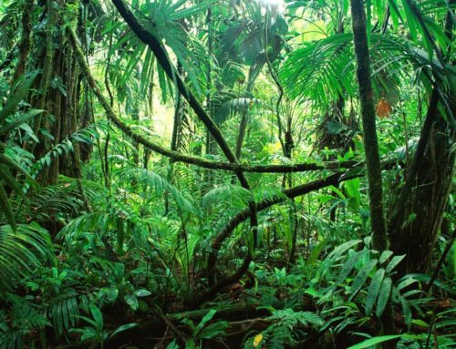 La biodiversidad incrementa la productividad del bosque global