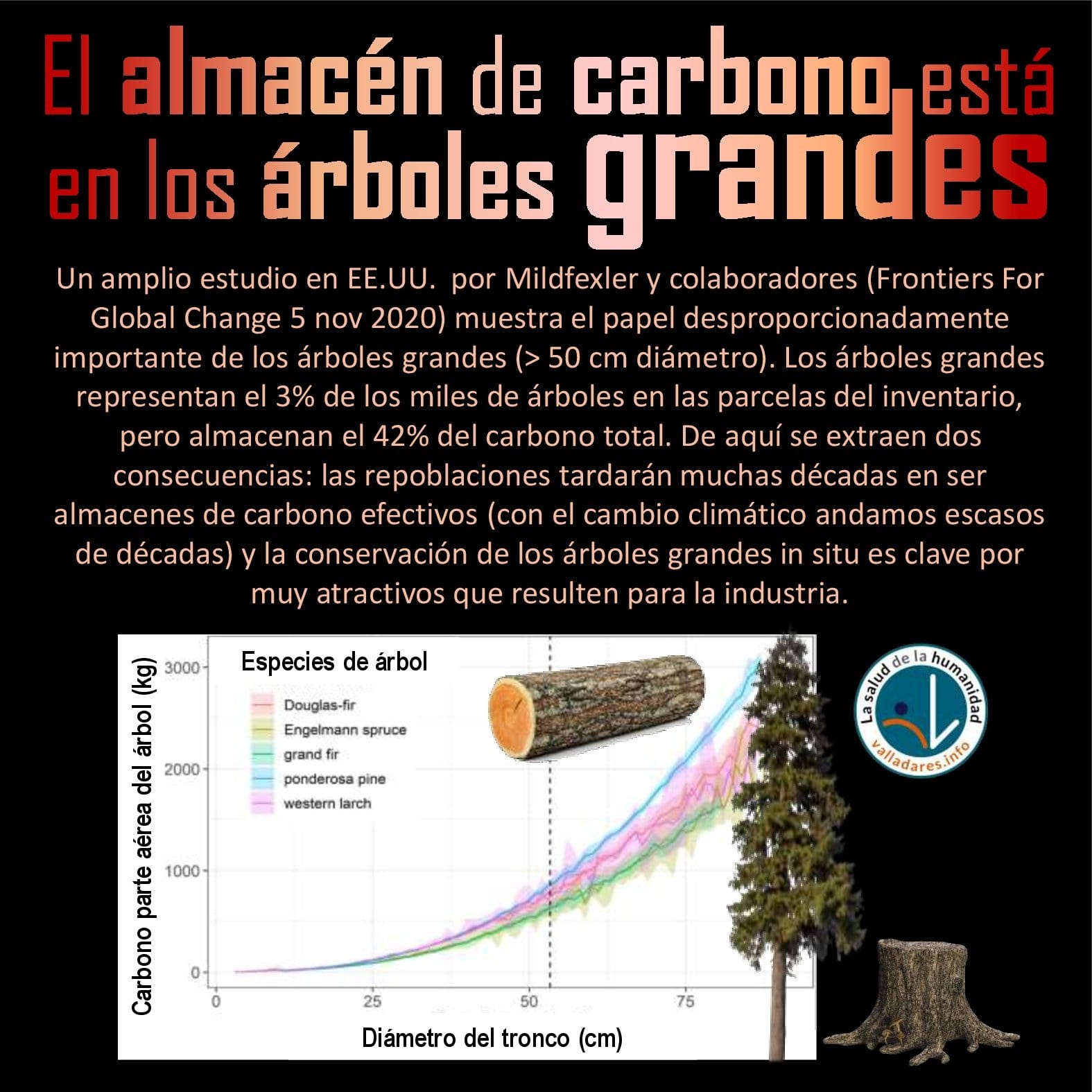 El almacén de carbono está en los árboles grandes