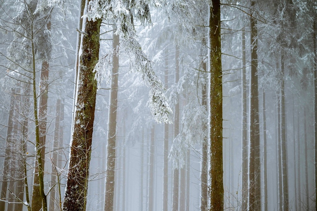 forest_valladares