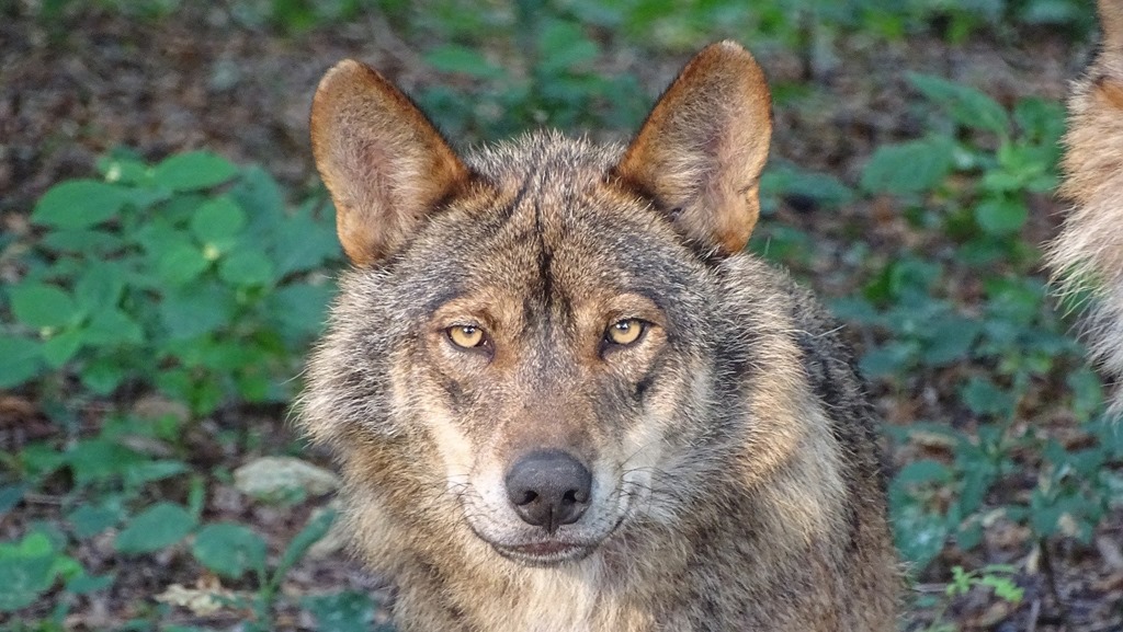 wolf_valladares