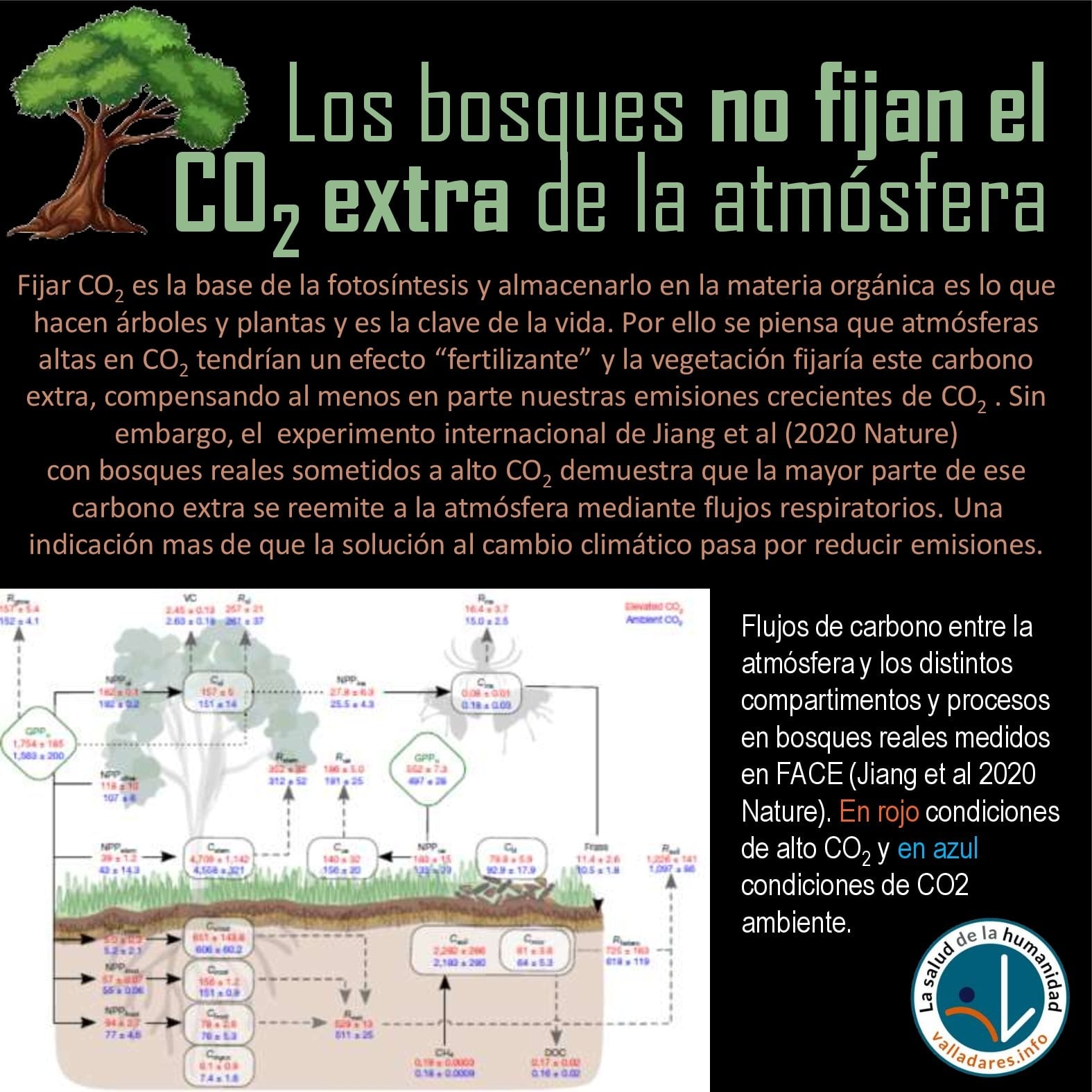 Los bosques no fijan el CO2 extra de la atmósfera