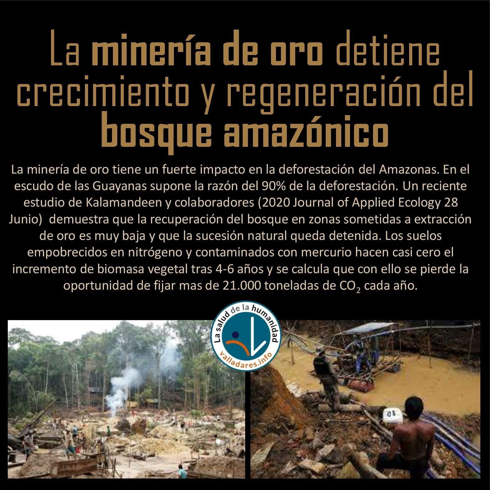 La minería de oro detiene crecimiento y regeneración del bosque amazónico