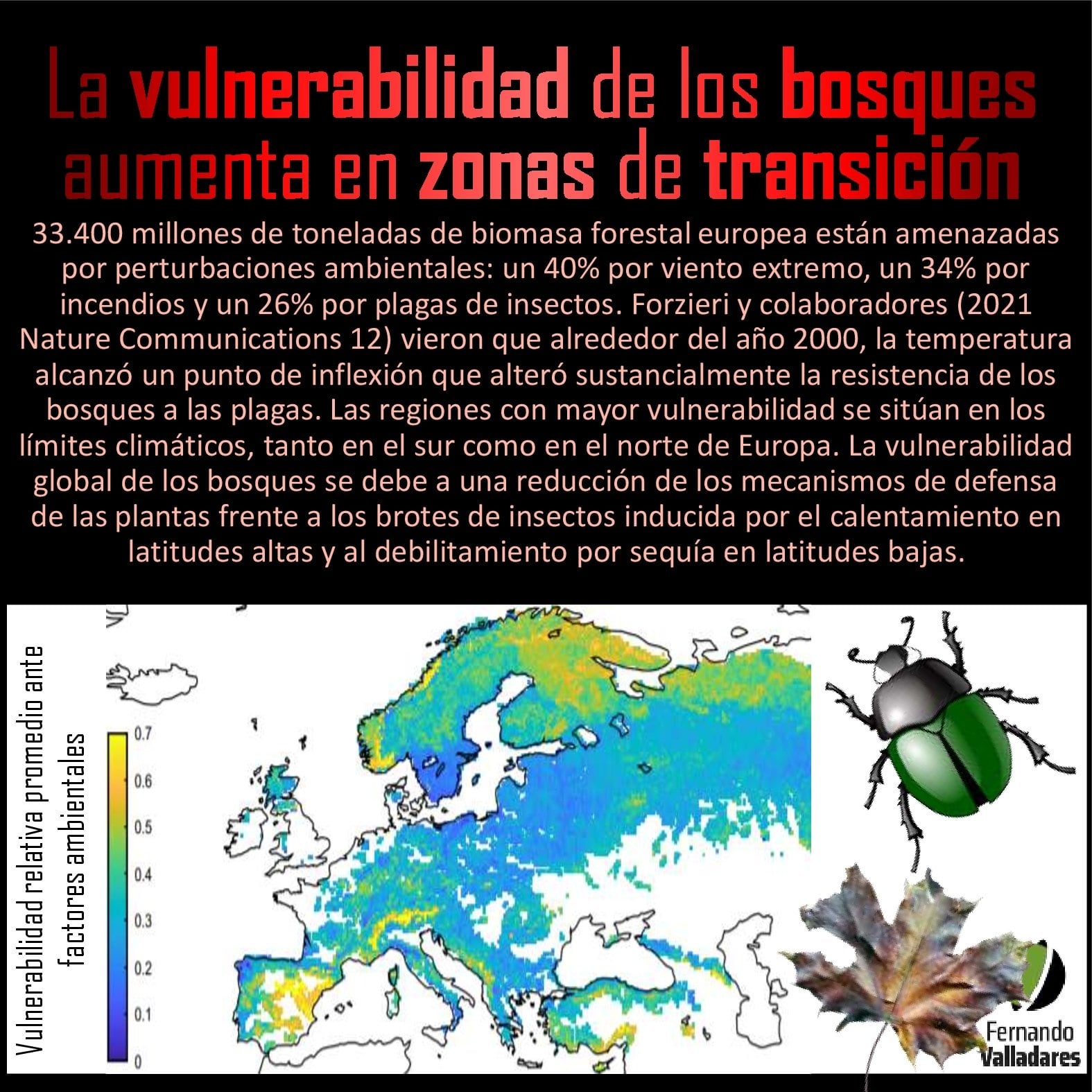La vulnerabilidad de los bosques aumenta en zonas de transición