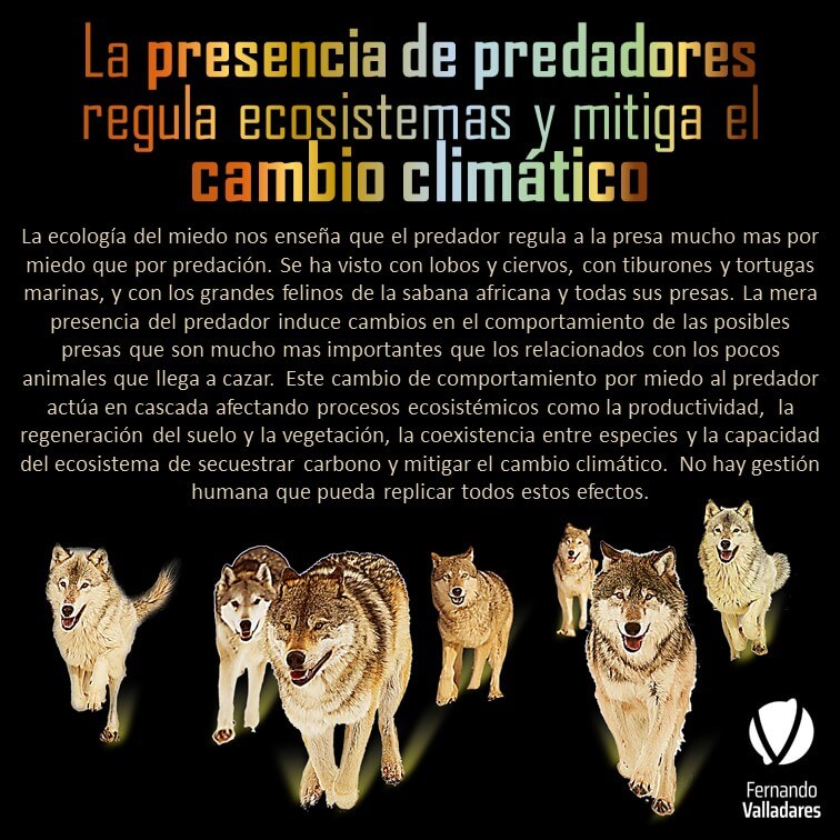 La presencia de predadores regula ecosistemas y mitiga el cambio climático