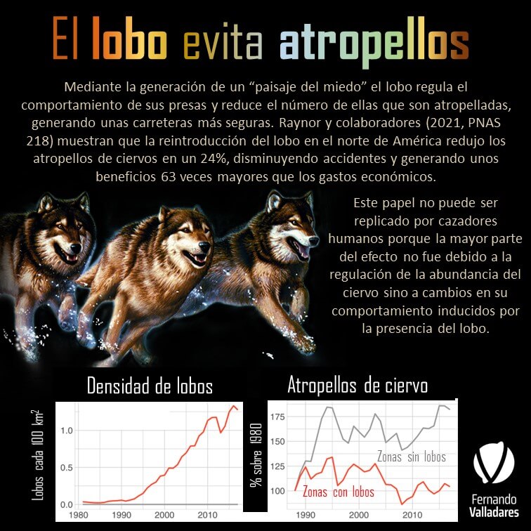 El lobo evita atropellos